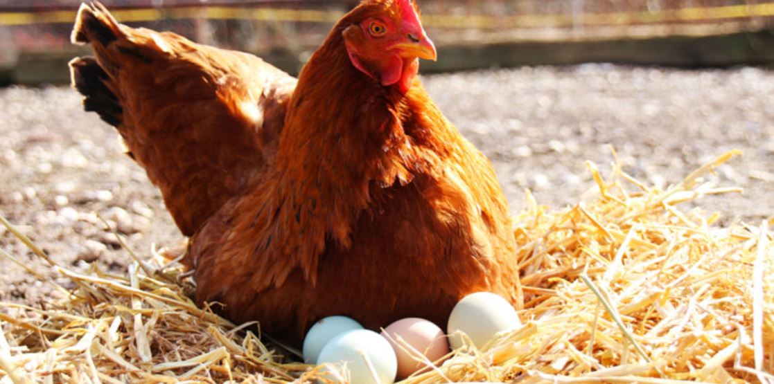 فروش مرغ تخمگذار در سمنان - سپید طیور